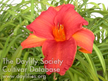 Daylily American Indian